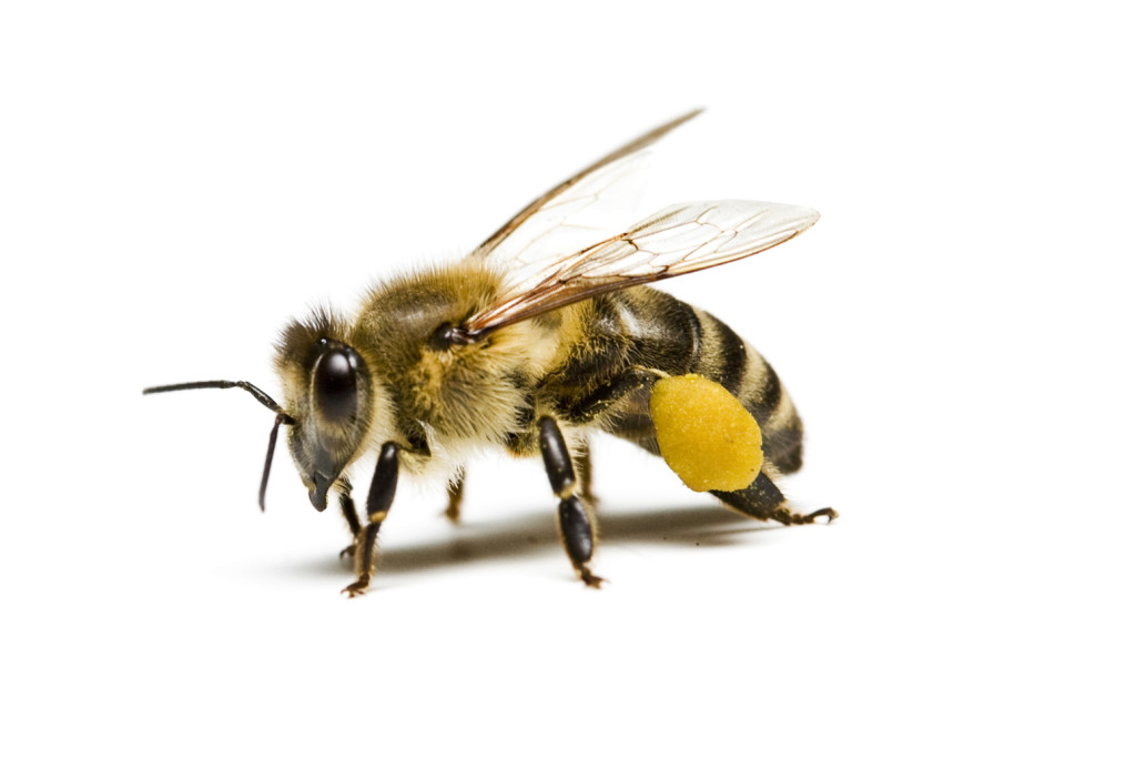honey-bee