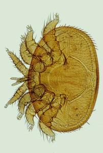 varoa
