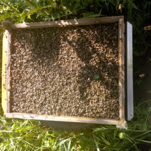 60952711_1719184001517367_3164052336234463232_n