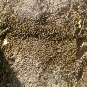 61165051_366134224036619_3490075843315630080_n