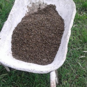 IMG-08a1e4dd9166ac9737747ee336ab09cd-V