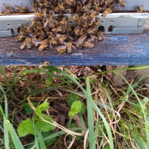 IMG-0ea4eb938d3511b217b42e276254898f-V