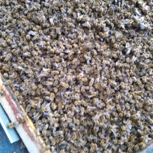 IMG-1d5df464d178ab286a3e64e3395d557f-V