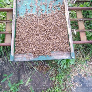 IMG-26c6a48a731d439db4b37a3c384a149d-V