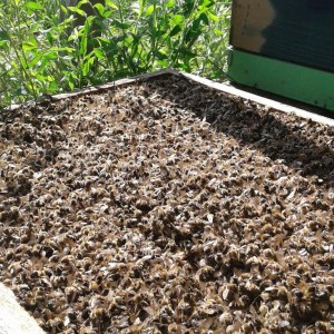 IMG-3fa7765cb862191e44eccc8214ce58d2-V