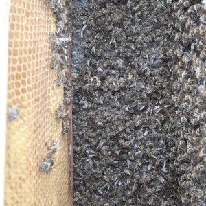 IMG-52f221e45e313b8e1c146bde1b4269a5-V