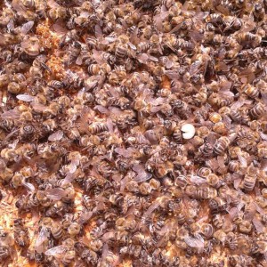 IMG-70a559766ef0c5b0a7ba93e4cf1f22e0-V