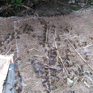 IMG-7de9257faae7254fbcf9ae328375fc35-V