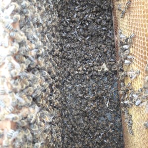 IMG-7fe017c96e898419edbb9df0e7f2830e-V