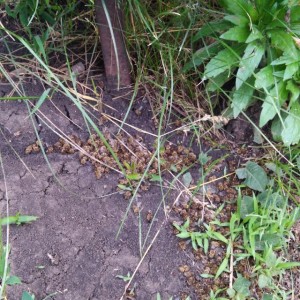 IMG-a5392035d5b92272314fdaf7fbcca8f4-V