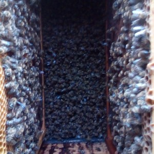 IMG-a813f570225dbf4b4e49a9a165dac263-V