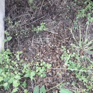 IMG-b52edb29f0eeb6f5554ed44ab2fb9455-V