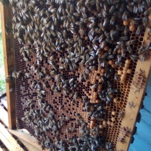 IMG-c1dba9a59a98e52eb18906bb04197b22-V