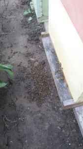 IMG-db6835585db33e8cee72ff1a032f0e51-V