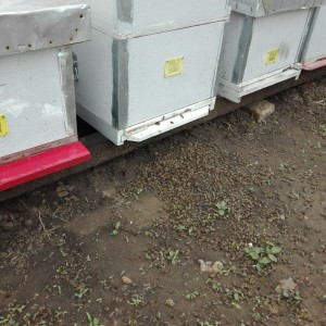 IMG-deb79ede7043c55e9aaf8530270c425f-V