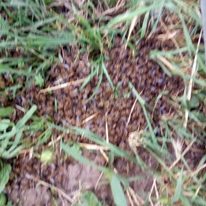 IMG-e75cf131005db3a4538a5bac116eba02-V