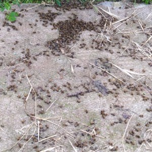 IMG-f1720aa1020cadb2c587740884dd85b8-V