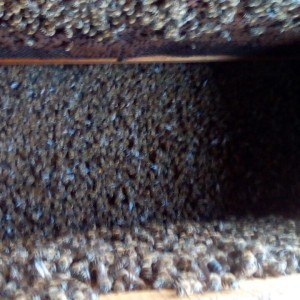 IMG-f81418609cb623badf33adf6d7441144-V